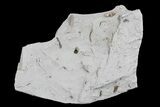 Ediacaran Aged Fossil Worms (Sabellidites) - Estonia #73533-3